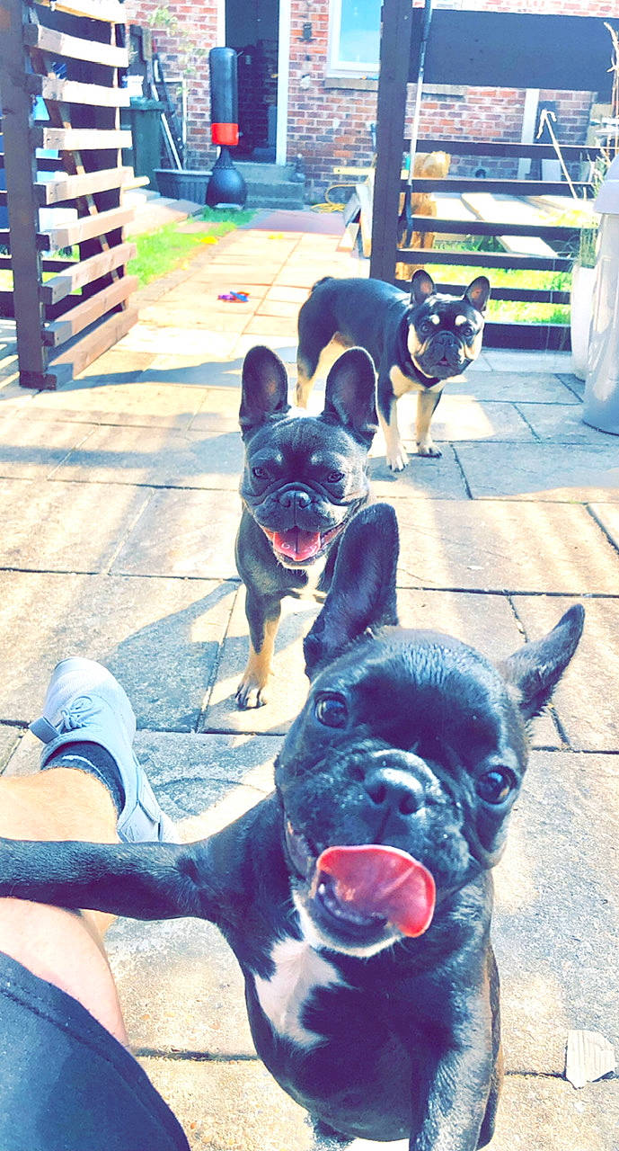 Bruno joined the competition — help win amazing prizes! black, blue, carnivore, companion_dog, dog, dog_breed, eyewear, fawn, green, human_leg, light, mammal, photograph, snapshot, snout, summer, toy_dog, vertebrate, white, working_animal