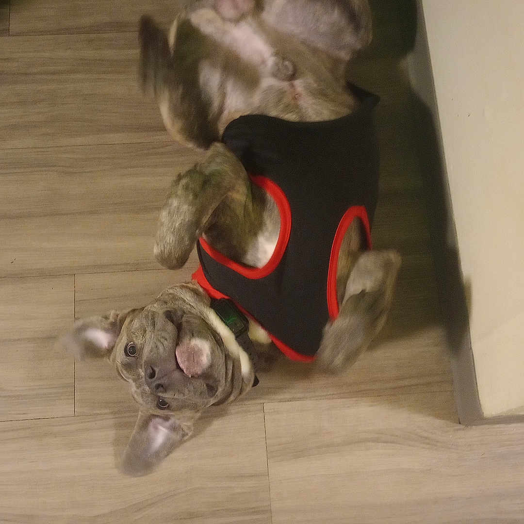 Pon Pon joined the competition — help win amazing prizes! dog, pet, floor, wooden_floor, vest, black_vest, red_trim, playful, lying_down, looking_up, indoor, person, sneakers, white_sneakers, red_sneakers, footwear, canine, companion, casual, home