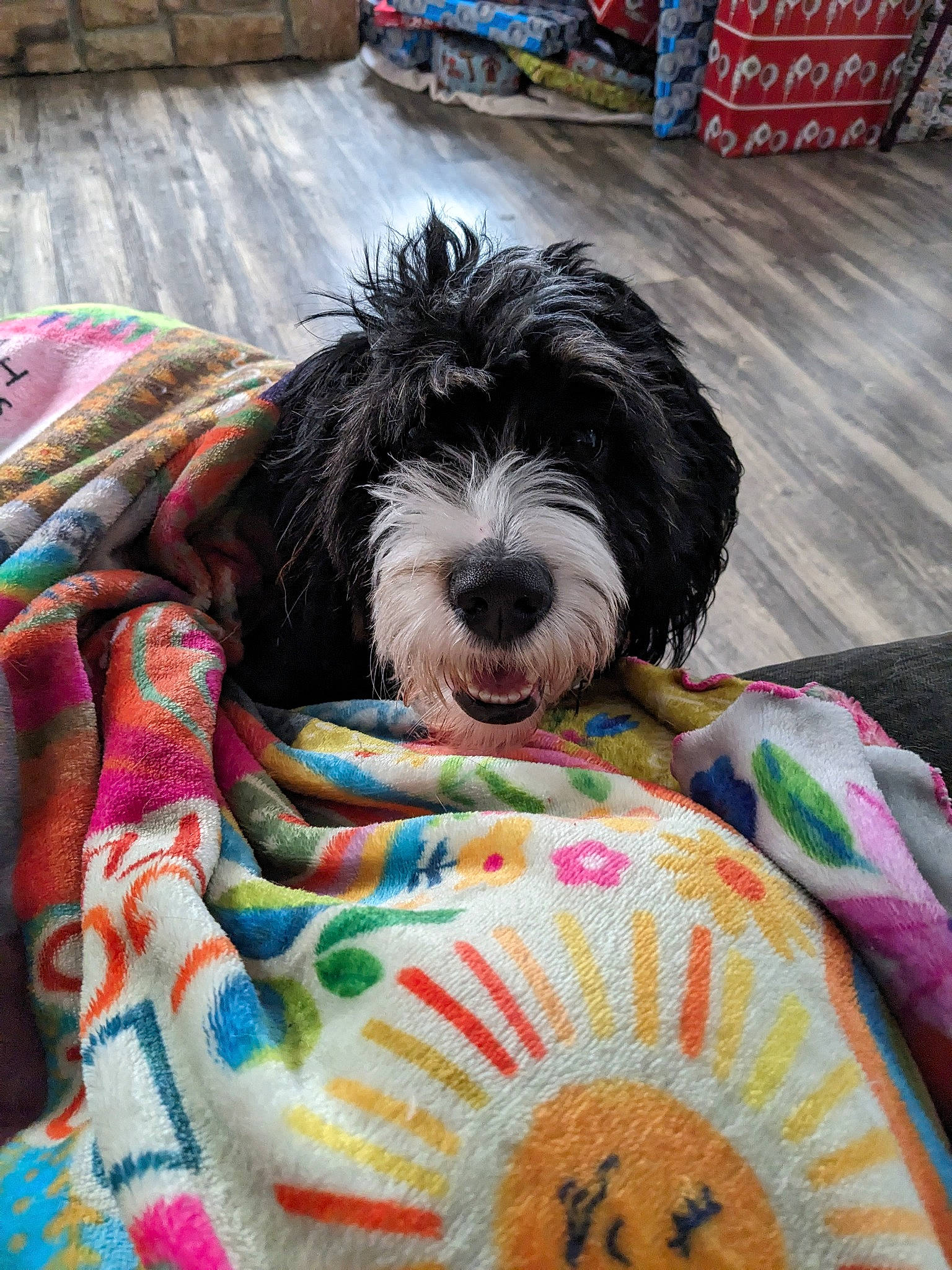 Pippi joined the competition — help win amazing prizes! canidae, carnivore, collar, comfort, companion_dog, dog, dog_breed, dog_collar, dog_supply, fur, linens, pattern, pet_supply, small_terrier, snout, sporting_group, terrier, toy_dog, water_dog, working_animal