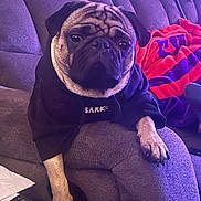 Prince Albert is registered to the contest to win money with this photo: dog, pug, hoodie, couch, purple_couch, pet_clothing, relaxed, indoors, blanket, furniture, paw, animal, pet, companion, stack_of_books, paper, cozy, casual, portrait, resting