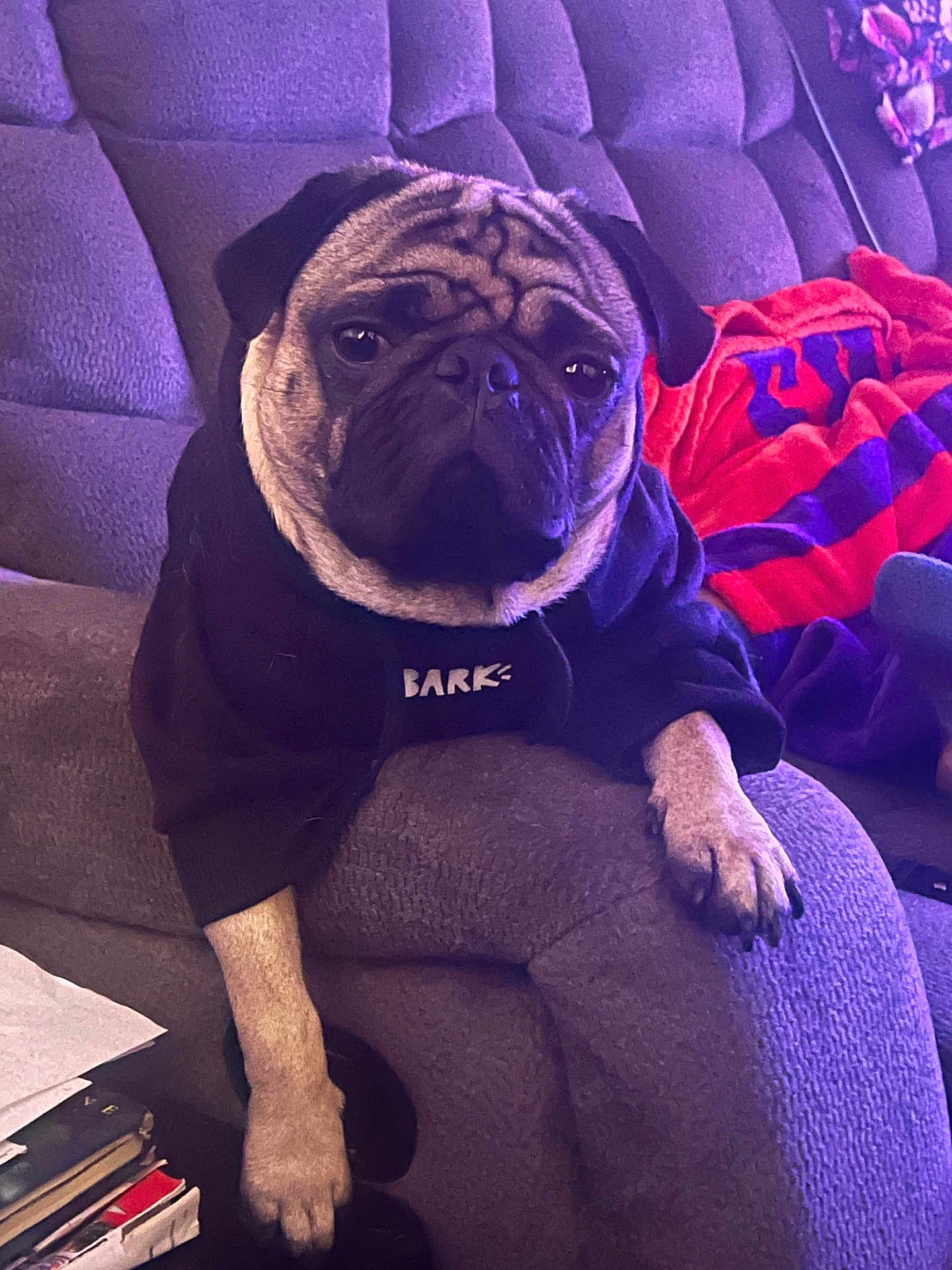 Prince Albert is registered to the contest to win money with this photo: dog, pug, hoodie, couch, purple_couch, pet_clothing, relaxed, indoors, blanket, furniture, paw, animal, pet, companion, stack_of_books, paper, cozy, casual, portrait, resting