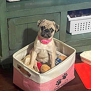 Princess Bella is registered to the contest to win money with this photo: pug, puppy, dog, pet, pink_collar, toy_basket, plush_toys, indoor, wooden_floor, green_cabinet, cute, sitting, small_dog, animal, domestic, pet_accessory, fabric_basket, floor, adorable, young_dog