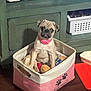 pug, puppy, dog, pet, pink_collar, toy_basket, plush_toys, indoor, wooden_floor, green_cabinet, cute, sitting, small_dog, animal, domestic, pet_accessory, fabric_basket, floor, adorable, young_dog