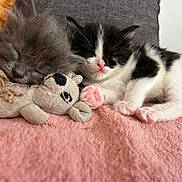 Bibi a rejoint le concours — aidez-le/la à gagner de superbes lots ! kittens, cats, sleeping, cuddling, black_and_white_cat, gray_cat, pink_paws, whiskers, closed_eyes, stuffed_animal, toy, blanket, pink_blanket, cozy, indoors, pet, furry, cute, relaxed, close_up