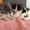 kittens, cats, sleeping, cuddling, black_and_white_cat, gray_cat, pink_paws, whiskers, closed_eyes, stuffed_animal, toy, blanket, pink_blanket, cozy, indoors, pet, furry, cute, relaxed, close_up