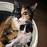 Bibi a rejoint le concours — aidez-le/la à gagner de superbes lots ! cat, kitten, calico_cat, mother_cat, feline, animal, pet, basket, cuddling, family, newborn, sleeping, black_and_white, gray, orange, fur, whiskers, green_eyes, indoor, cozy