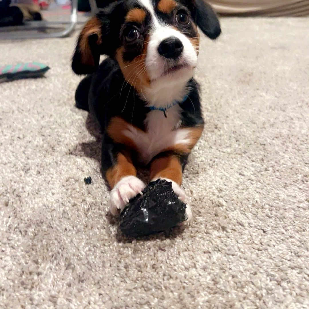 Sophie Matusick is registered to the contest to win money with this photo: animal, architecture, beagle, building, canine, clothing, dog, face, footwear, furniture, head, hound, outdoors, person, pet, photography, portrait, puppy, shelter, shoe