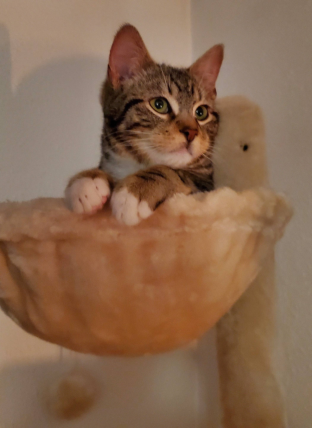 Simon participe au concours pour gagner de l'argent avec cette photo : carnivore, cat, cat_bed, cat_supply, claw, comfort, domestic_short_haired_cat, eye, fawn, felidae, fur, paw, pet_supply, sitting, small_to_medium_sized_cats, snout, tail, terrestrial_animal, whiskers, wood