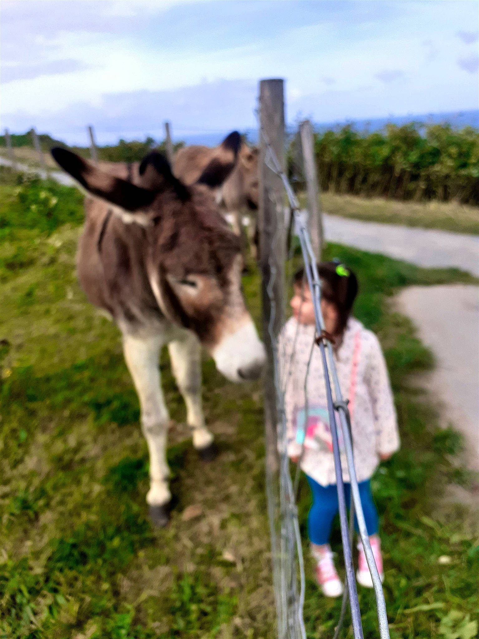 Mia participe au concours pour gagner de l'argent avec cette photo : bovine, cloud, farm, field, grass, grassland, grazing, landscape, livestock, mane, pack_animal, pasture, person, plant, ranch, recreation, rural_area, sky, soil, terrestrial_animal