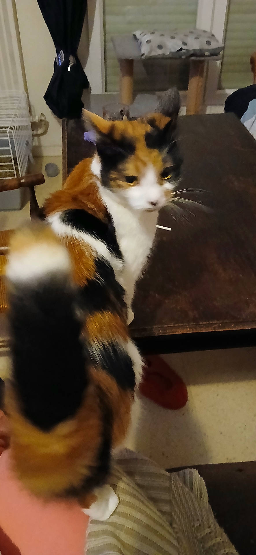 animal, blurred, calico_cat, cat, chair, cozy, cushion, domestic, floor, furniture, home, indoor, lap, person, pet, striped, table, tail, whiskers, wooden