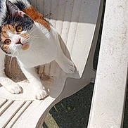 Nala a rejoint le concours — aidez-le/la à gagner de superbes lots ! cat, calico, white_chair, plastic_chair, outdoor, sunlight, curious, pet, animal, feline, looking_up, whiskers, ears, paws, fur, shadow, texture, concrete, daylight, close_up