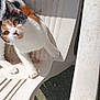 cat, calico, white_chair, plastic_chair, outdoor, sunlight, curious, pet, animal, feline, looking_up, whiskers, ears, paws, fur, shadow, texture, concrete, daylight, close_up