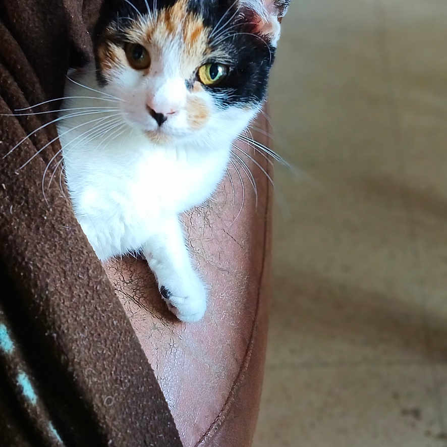 Nala participe au concours pour gagner de l'argent avec cette photo : animal, background_blur, brown_blanket, calico_cat, cat, closeup, cozy, curious, domestic_cat, ears, feline, fur, home, indoor, leather_surface, pet, relaxed, sitting, soft_light, whiskers