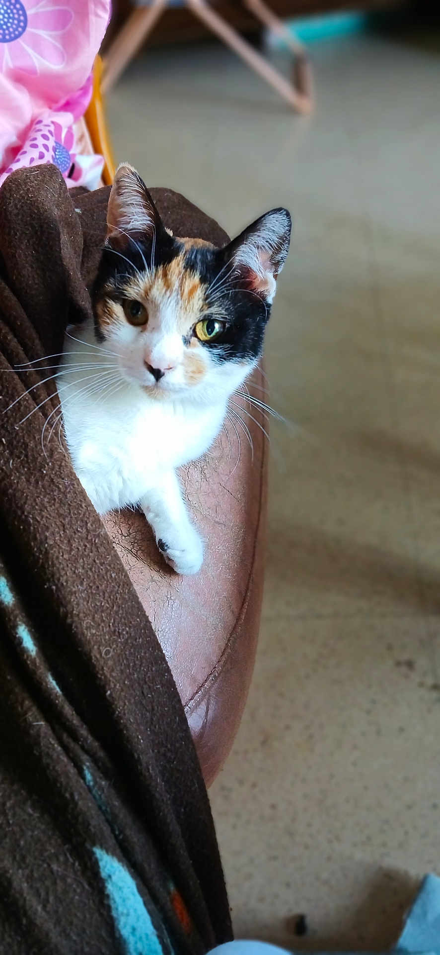 Nala participe au concours pour gagner de l'argent avec cette photo : calico_cat, cat, pet, animal, indoor, leather_surface, brown_blanket, feline, whiskers, curious, relaxed, domestic_cat, closeup, fur, ears, sitting, home, cozy, soft_light, background_blur