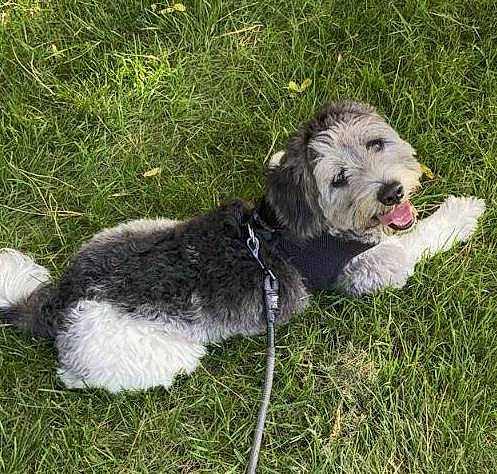 Chip joined the competition — help win amazing prizes! canidae, carnivore, collar, companion_dog, dog, dog_breed, dog_collar, dog_supply, grass, groundcover, schnauzer, small_terrier, sporting_group, terrier, toy_dog, working_animal, working_terrier