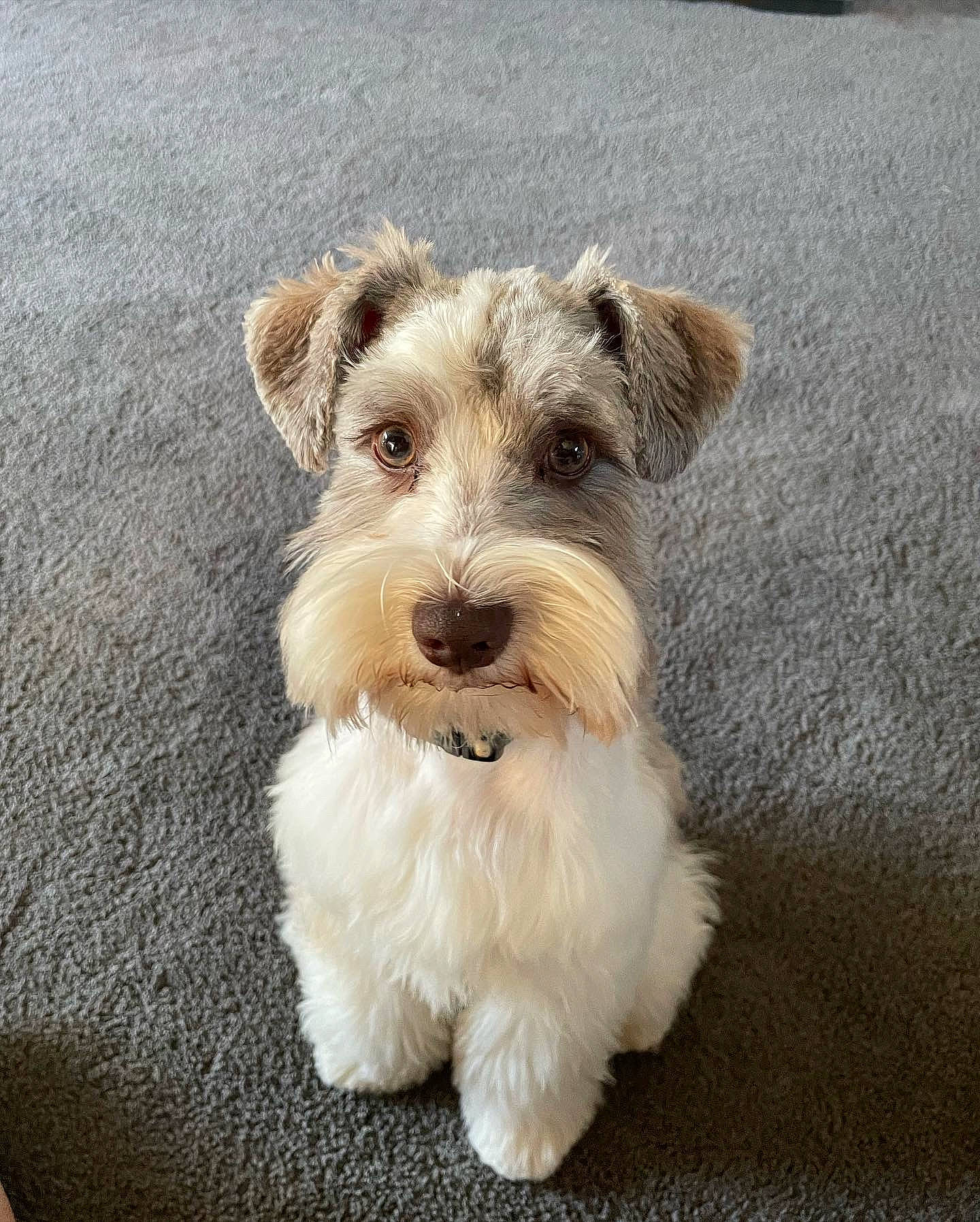 Amos is registered to the contest to win money with this photo: carnivore, companion_dog, dog, dog_breed, fur, schnauzer, small_terrier, terrier, toy_dog, water_dog, wire_hair_fox_terrier, working_animal