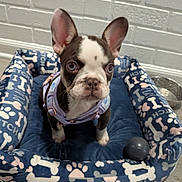 Lola is registered to the contest to win money with this photo: french_bulldog, puppy, dog, dog_bed, harness, blue, bones_pattern, paw_prints, black_ball, water_bowl, white_brick_wall, floor, pet, animal, cute, sitting, indoor, pet_accessory, small_dog, attentive