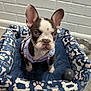 french_bulldog, puppy, dog, dog_bed, harness, blue, bones_pattern, paw_prints, black_ball, water_bowl, white_brick_wall, floor, pet, animal, cute, sitting, indoor, pet_accessory, small_dog, attentive