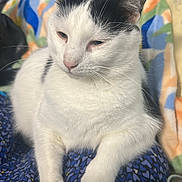 Oreo is registered to the contest to win money with this photo: animal, black_markings, blanket, cat, close_up, companion, cozy, cute, ears, feline, fur, indoor, patterned_blanket, paw, pet, relaxed, resting, sleepy, whiskers, white_cat