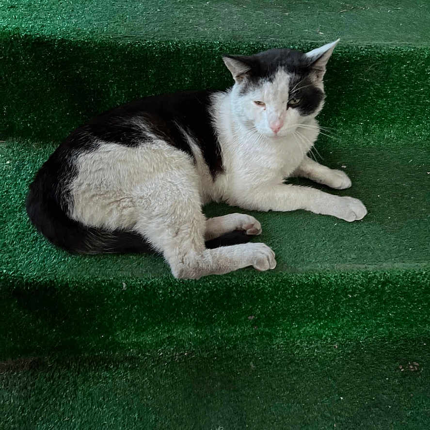 Pirata