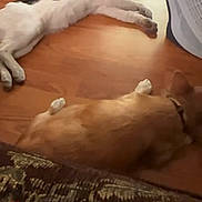 Pirata joined the competition — help win amazing prizes! animal, black, brown, cat, collar, companion, cozy, dog, fan, friendship, fur, home, indoor, pet, relaxing, resting, sleeping, two_animals, white, wooden_floor