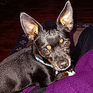 Zues Pfingston joined the competition — help win amazing prizes! dog, small_dog, black_dog, tan_markings, large_ears, pet, animal, cute, indoor, resting, purple_sweater, fur, collar, looking_at_camera, companion, domestic_animal, close_up, brown_eyes, paw, cozy