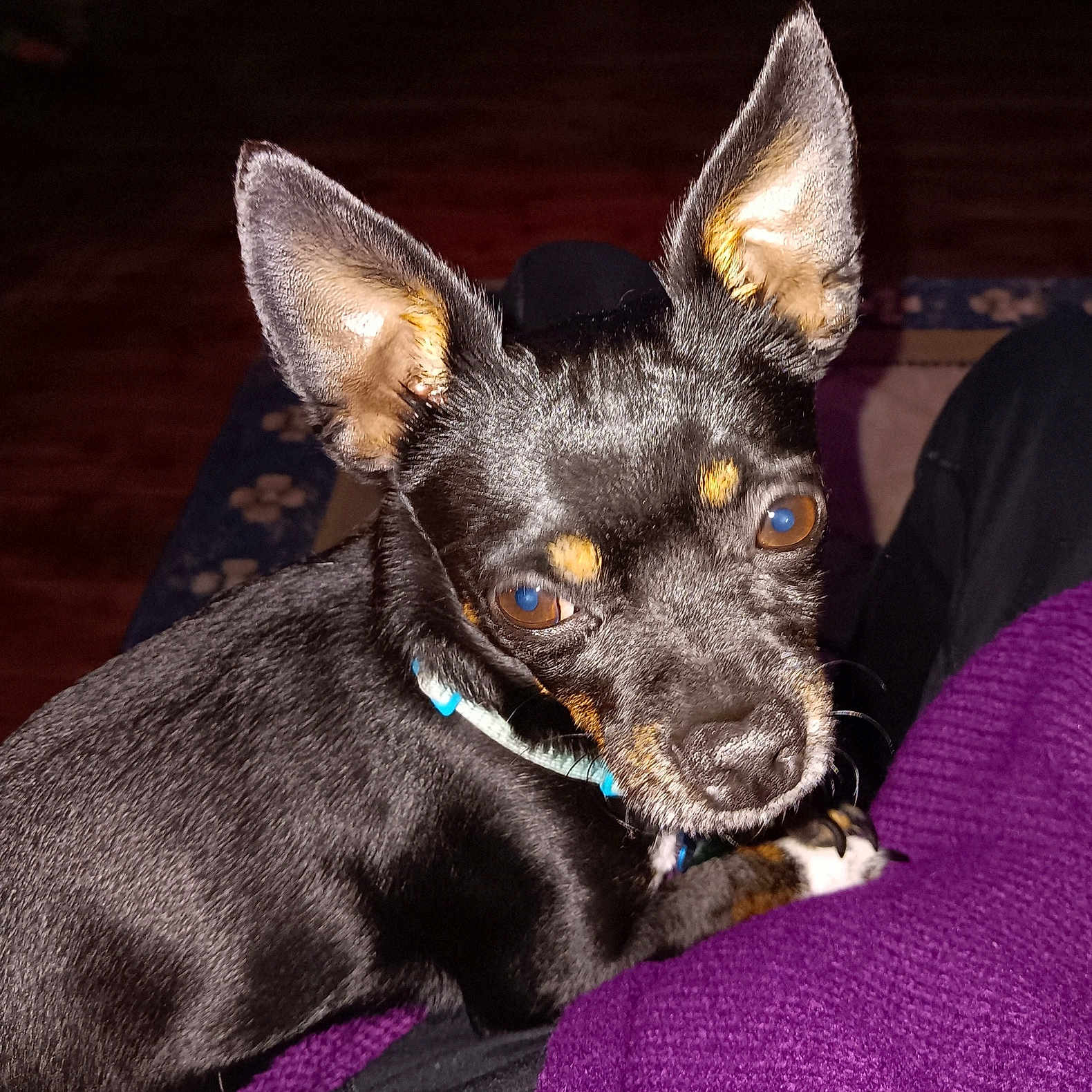 Zues Pfingston joined the competition — help win amazing prizes! animal, black_dog, brown_eyes, close_up, collar, companion, cozy, cute, dog, domestic_animal, fur, indoor, large_ears, looking_at_camera, paw, pet, purple_sweater, resting, small_dog, tan_markings