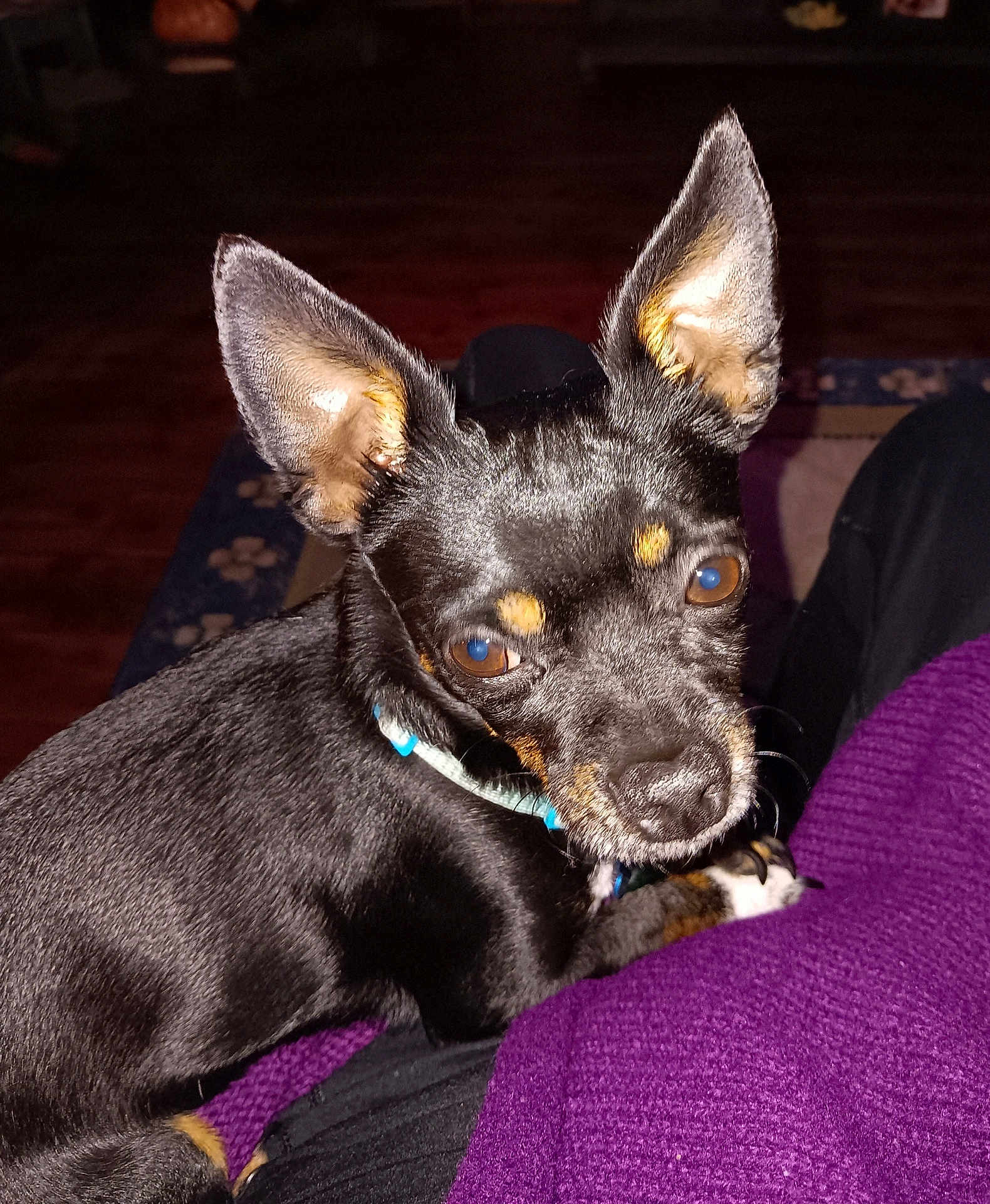 Zues Pfingston joined the competition — help win amazing prizes! dog, small_dog, black_dog, tan_markings, large_ears, pet, animal, cute, indoor, resting, purple_sweater, fur, collar, looking_at_camera, companion, domestic_animal, close_up, brown_eyes, paw, cozy