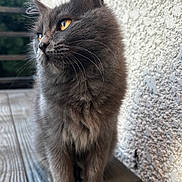 Lulu a rejoint le concours — aidez-le/la à gagner de superbes lots ! amber_eyes, calm, cat, close_up, curious, domestic_cat, feline, fluffy, gray_cat, natural_light, outdoor, pet, portrait, quiet, side_profile, sitting, soft_fur, texture_wall, whiskers, wooden_floor