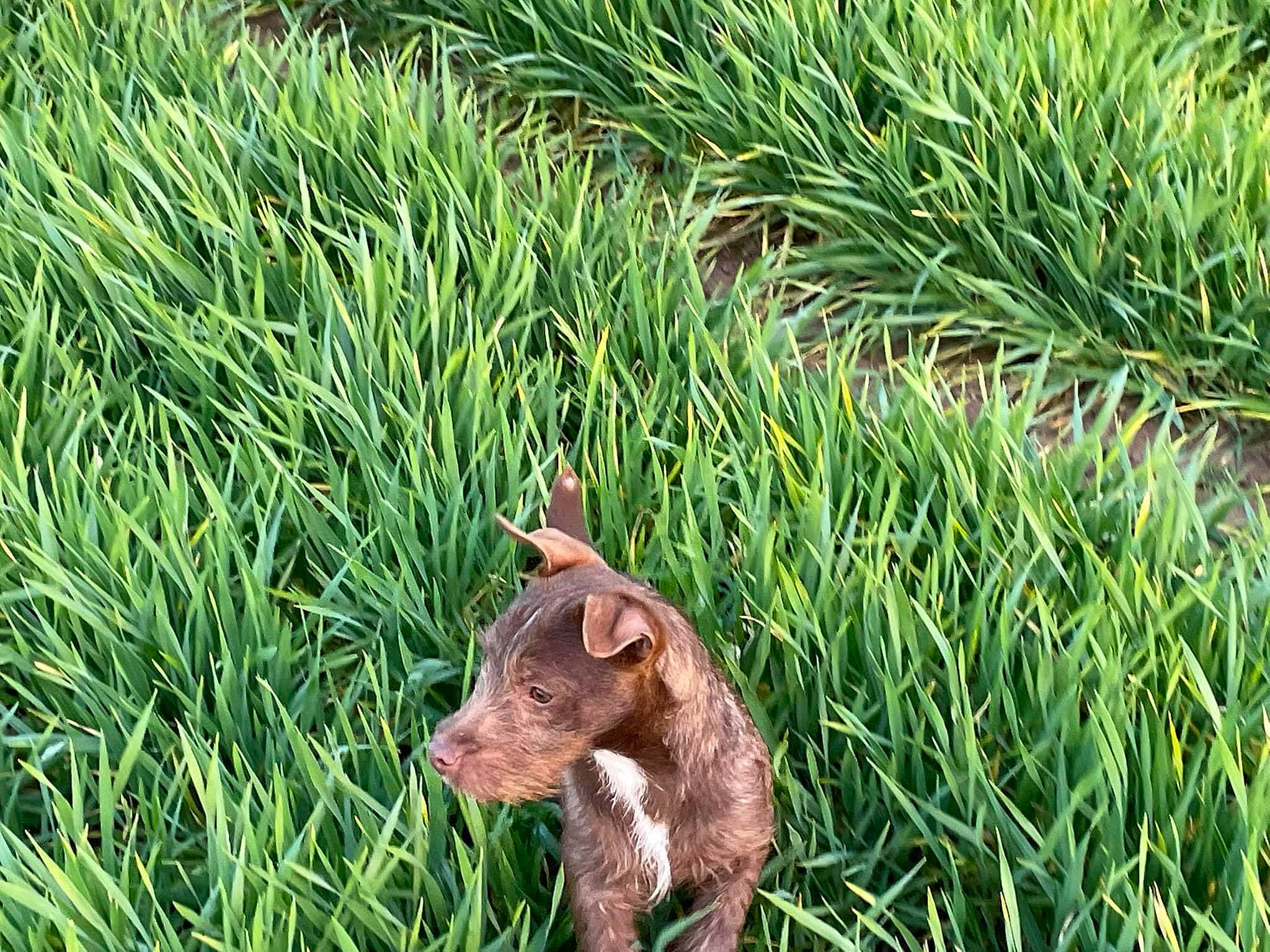 Winnie is registered to the contest to win money with this photo: carnivore, conifer, dog, dog_breed, evergreen, fawn, grass, grass_family, grassland, groundcover, liver, plant, snout, sporting_group, terrestrial_animal, terrestrial_plant, vegetation, whiskers, wildlife, working_animal