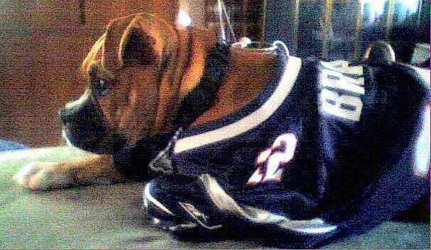 Rome is registered to the contest to win money with this photo: canidae, carnivore, companion_dog, dog, dog_breed, dog_clothes, dog_supply, hound, jersey, molosser, old_english_bulldog, ori_pei, snout, sports_jersey, working_dog