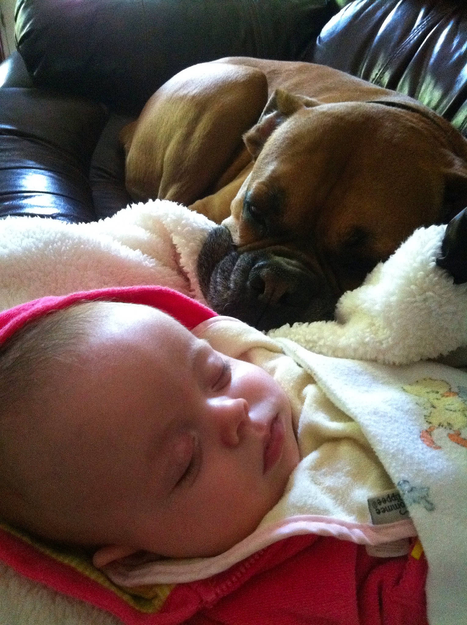 Rome is registered to the contest to win money with this photo: baby, baby_toddler_clothing, bedtime, canidae, carnivore, cheek, comfort, companion_dog, couch, dog, dog_breed, fawn, mammal, nap, skin, sleep, snout, sporting_group, working_animal, working_dog