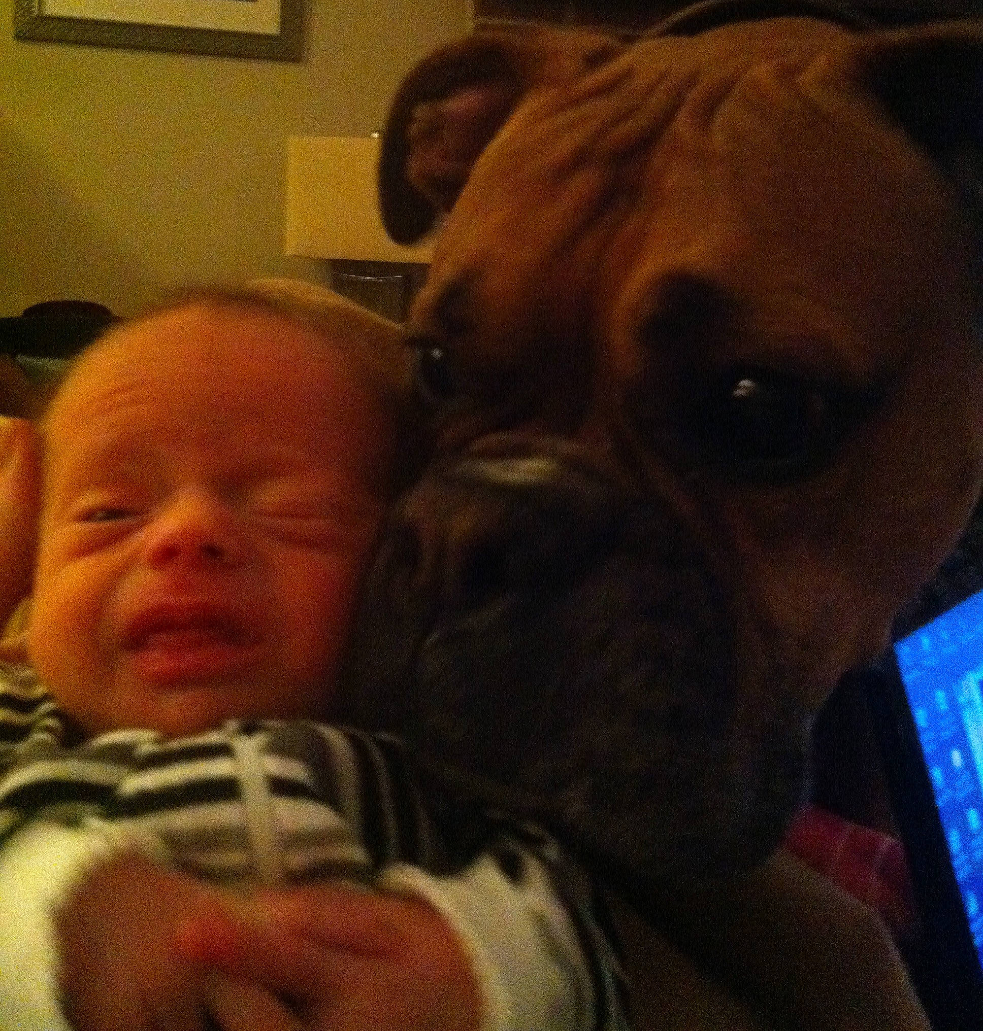 Rome is registered to the contest to win money with this photo: baby, boxer, canidae, carnivore, cheek, comfort, companion_dog, display_device, dog, dog_breed, fawn, guard_dog, mammal, mobile_device, old_english_bulldog, picture_frame, portable_communications_device, skin, snout, wrinkle