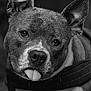 Oria a rejoint le concours — aidez-le/la à gagner de superbes lots ! dog, close_up, black_and_white, portrait, wet, raindrops, tongue_out, ears_up, animal, cute, mischievous, face, fur, pet, outdoor, expression, head_tilt, canine, friendly, attention