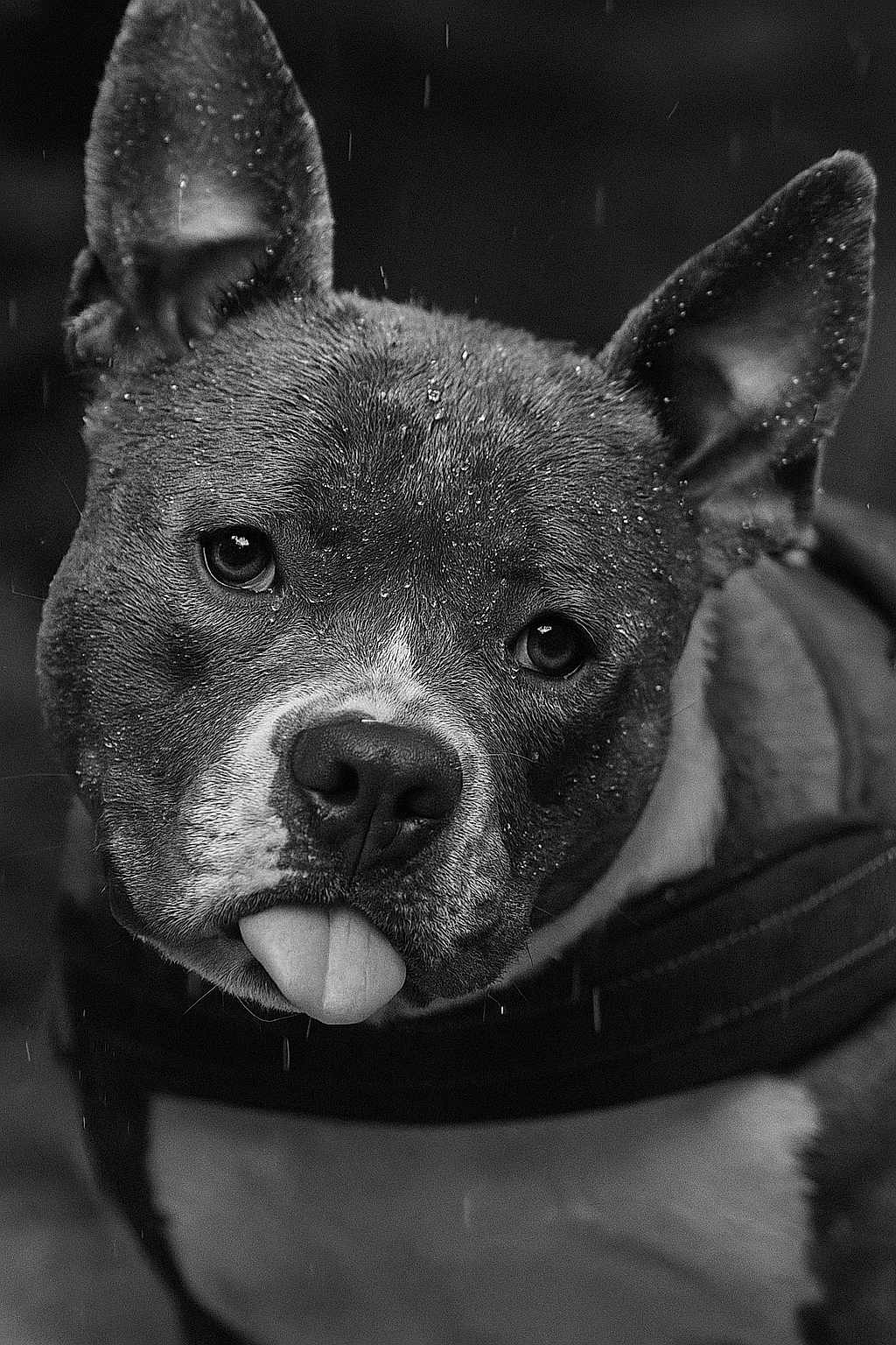 Oria a rejoint le concours — aidez-le/la à gagner de superbes lots ! dog, close_up, black_and_white, portrait, wet, raindrops, tongue_out, ears_up, animal, cute, mischievous, face, fur, pet, outdoor, expression, head_tilt, canine, friendly, attention