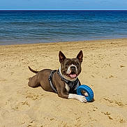 Oria a rejoint le concours — aidez-le/la à gagner de superbes lots ! dog, beach, sand, toy, ocean, sky, sunny, playful, pet, canine, harness, smiling, outdoor, recreation, water, animal, nature, summer, vacation, fun