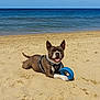dog, beach, sand, toy, ocean, sky, sunny, playful, pet, canine, harness, smiling, outdoor, recreation, water, animal, nature, summer, vacation, fun