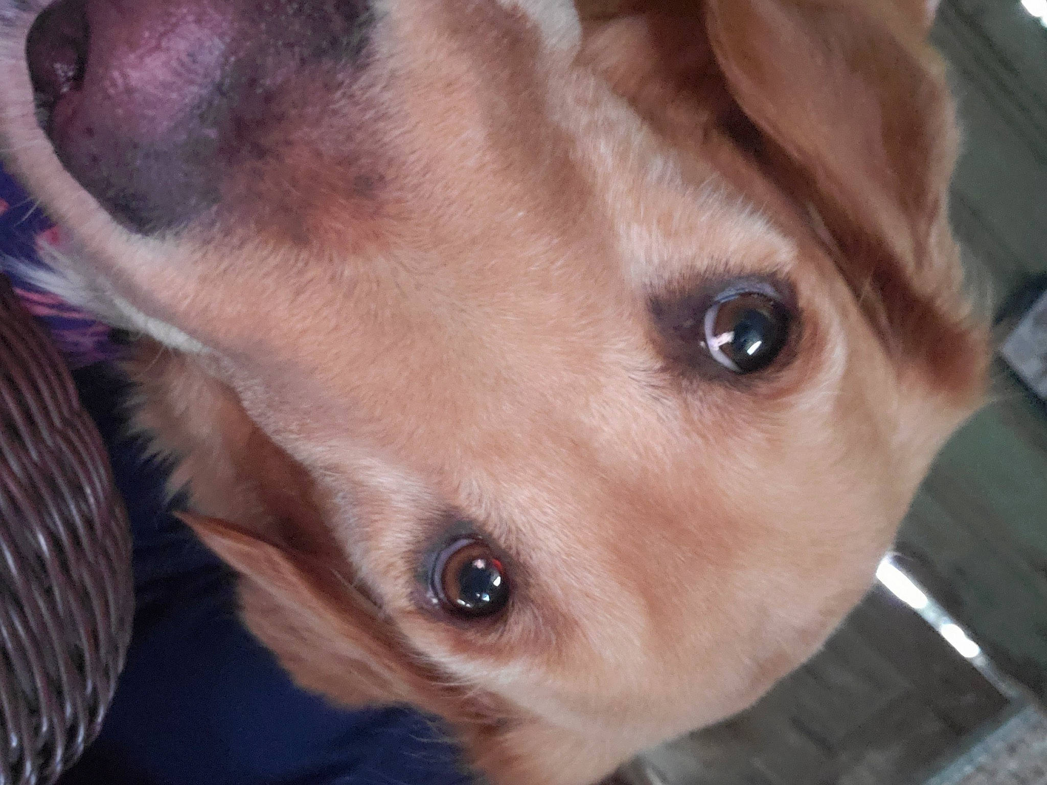 Buddy joined the competition — help win amazing prizes! brown, canidae, carnivore, close_up, collar, companion_dog, dog, dog_breed, fawn, iris, liver, pet_supply, photography, snout, sporting_group, vertebrate, whiskers, working_animal, working_dog