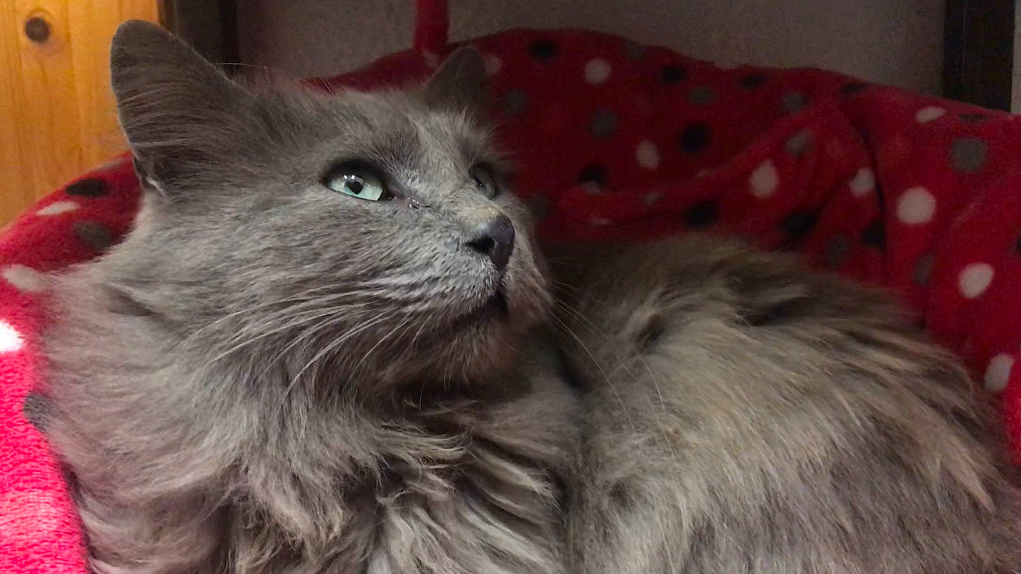 Albus participe au concours pour gagner de l'argent avec cette photo : asian_semi_longhair, british_longhair, british_semi_longhair, carnivore, cat, domestic_long_haired_cat, felidae, kitten, korat, maine_coon, mammal, nebelung, norwegian_forest_cat, ragamuffin, ragdoll, russian_blue, siberian, small_to_medium_sized_cats, vertebrate, whiskers