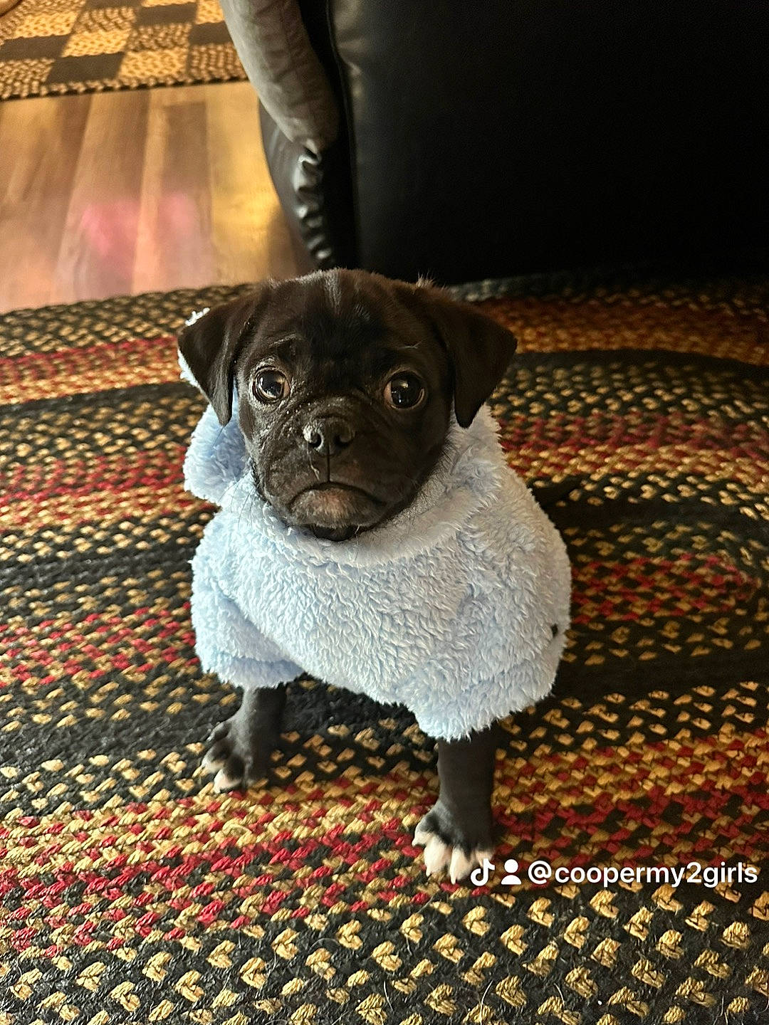 Cooper Lee joined the competition — help win amazing prizes! canidae, carnivore, companion_dog, dog, dog_breed, dog_clothes, dog_supply, fawn, flooring, pattern, pet_supply, pug, snout, sporting_group, tail, toy_dog, whiskers, wood, working_animal, wrinkle
