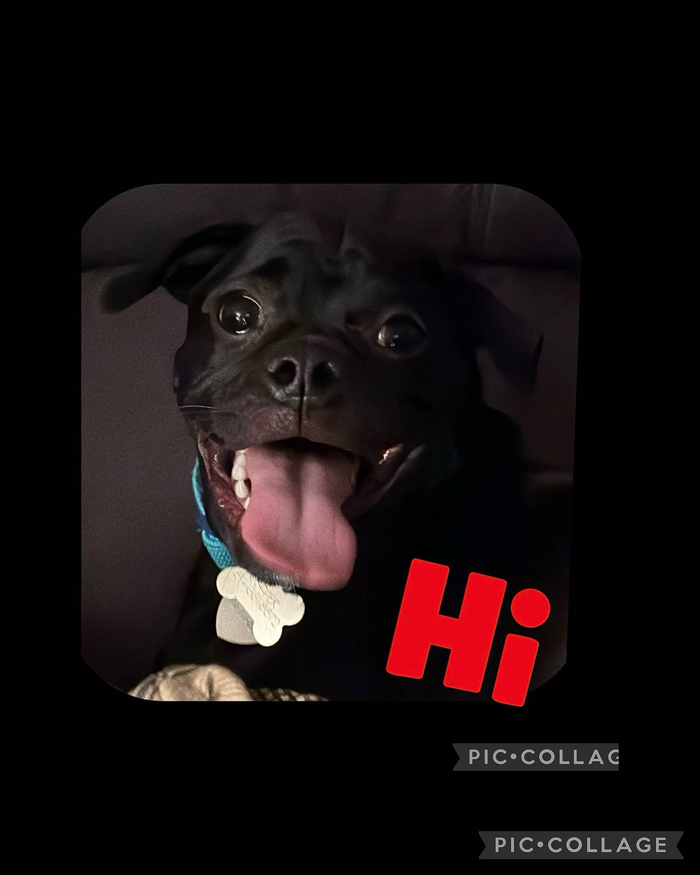 Cooper Lee joined the competition — help win amazing prizes! art, canidae, carmine, carnivore, companion_dog, darkness, dog, dog_breed, fictional_character, font, graphics, jaw, logo, photo_caption, snout, sporting_group, terrestrial_animal, toy, whiskers, wrinkle