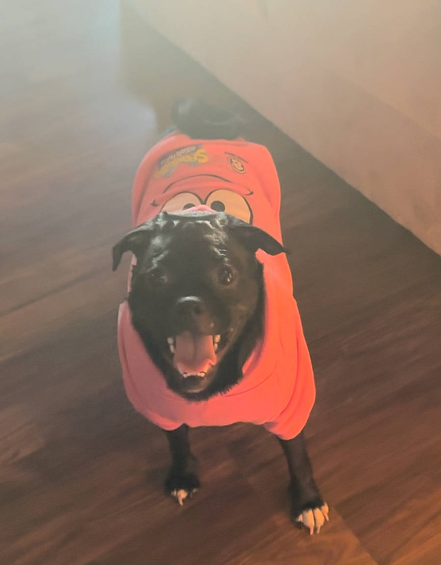 Cooper Lee is registered to the contest to win money with this photo: canidae, carnivore, companion_dog, dog, dog_breed, dog_clothes, dog_supply, fawn, flooring, hardwood, laminate_flooring, orange, personal_protective_equipment, snout, sporting_group, sportswear, tail, wood, wood_flooring, working_animal