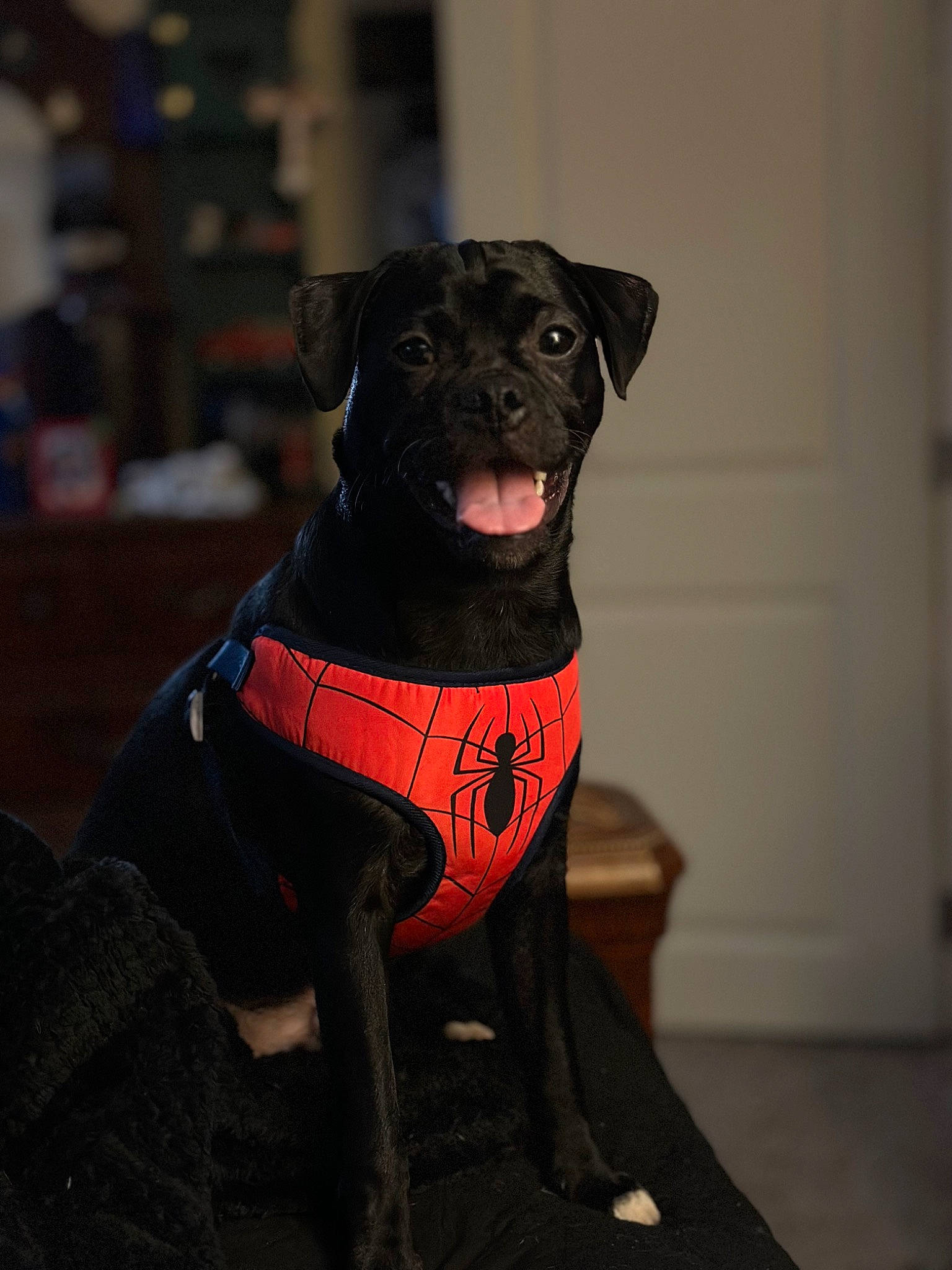 Cooper Lee is registered to the contest to win money with this photo: borador, canidae, carnivore, collar, companion_dog, dog, dog_breed, dog_collar, dog_supply, door, guard_dog, gun_dog, leash, non_sporting_group, personal_protective_equipment, pet_supply, snout, sporting_group, working_animal