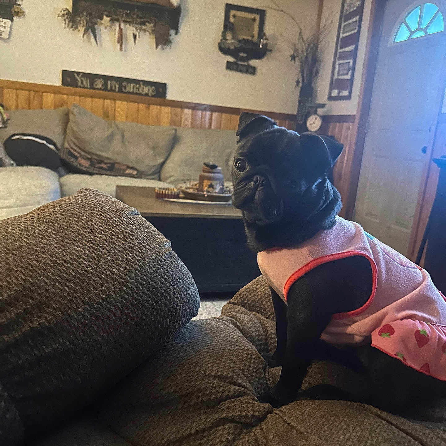 Gypsy Rose joined the competition — help win amazing prizes! animal, architecture, building, bulldog, canine, couch, cushion, dog, face, furniture, head, homedecor, indoors, interiordesign, livingroom, person, pet, plate, puppy, room