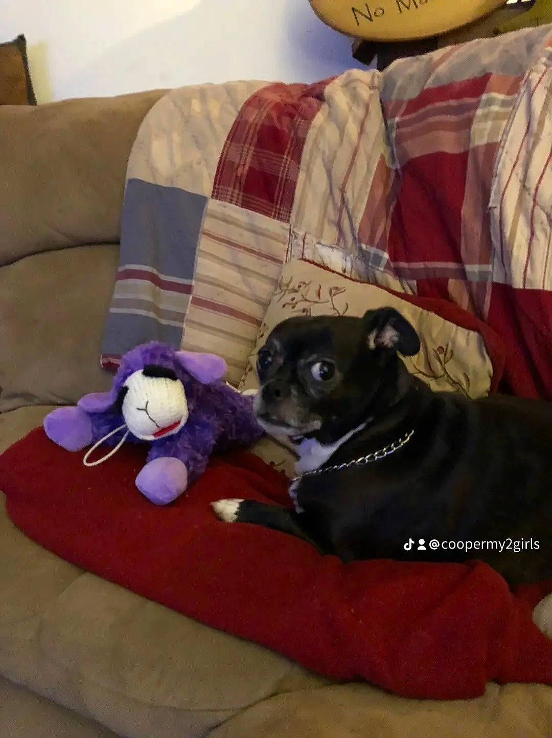 Addi is registered to the contest to win money with this photo: carnivore, comfort, companion_dog, couch, dog, dog_breed, dog_supply, fawn, felidae, fur, linens, living_room, magenta, pet_supply, pillow, room, textile, throw_pillow, toy, vertebrate