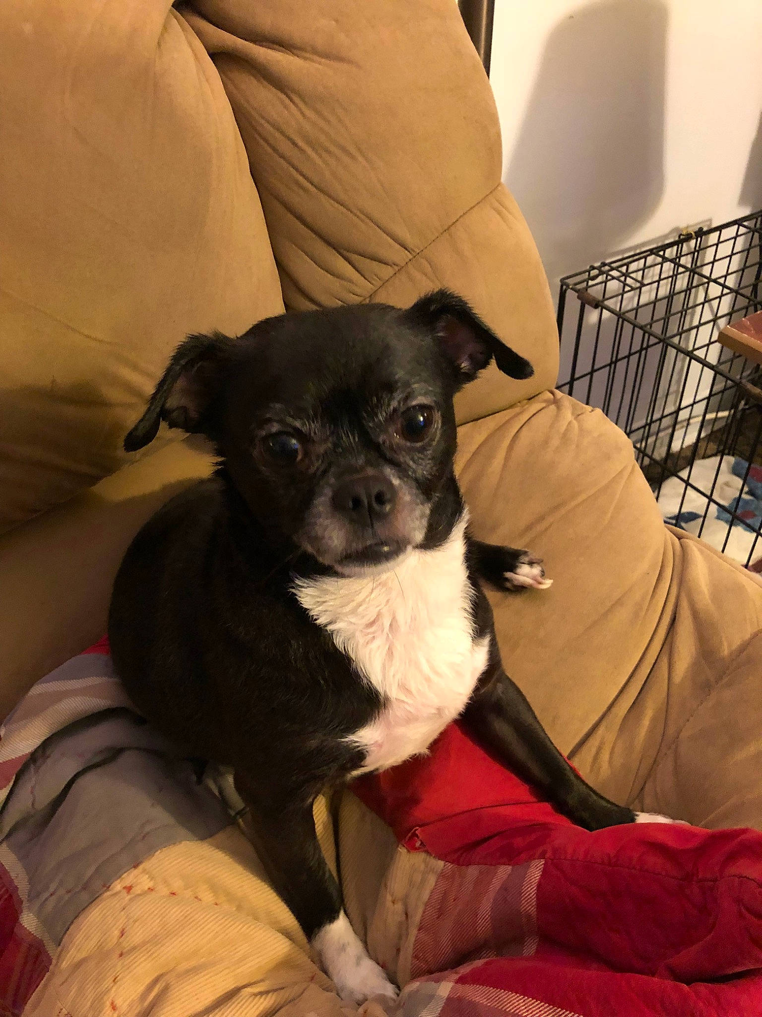 Addi is registered to the contest to win money with this photo: canidae, carnivore, chair, chihuahua, comfort, companion_dog, couch, dog, dog_breed, ear, fawn, fur, linens, mammal, non_sporting_group, sitting, snout, toy_dog, whiskers, working_animal
