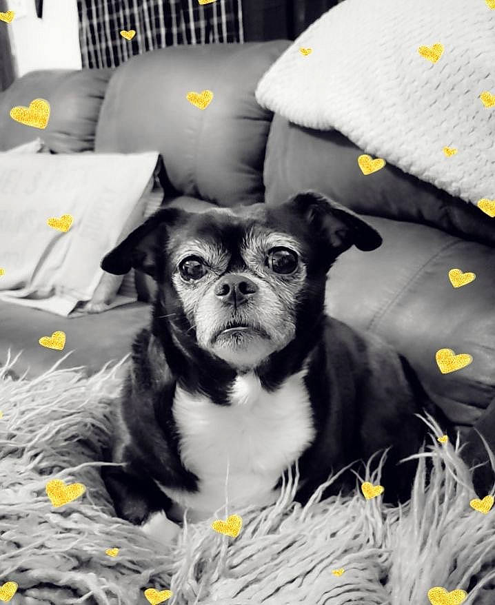 Addi is registered to the contest to win money with this photo: beard, canidae, carnivore, chihuahua, comfort, companion_dog, couch, dog, dog_breed, dog_clothes, dog_supply, fawn, fur, grey, linens, snout, sporting_group, toy_dog, whiskers, working_animal