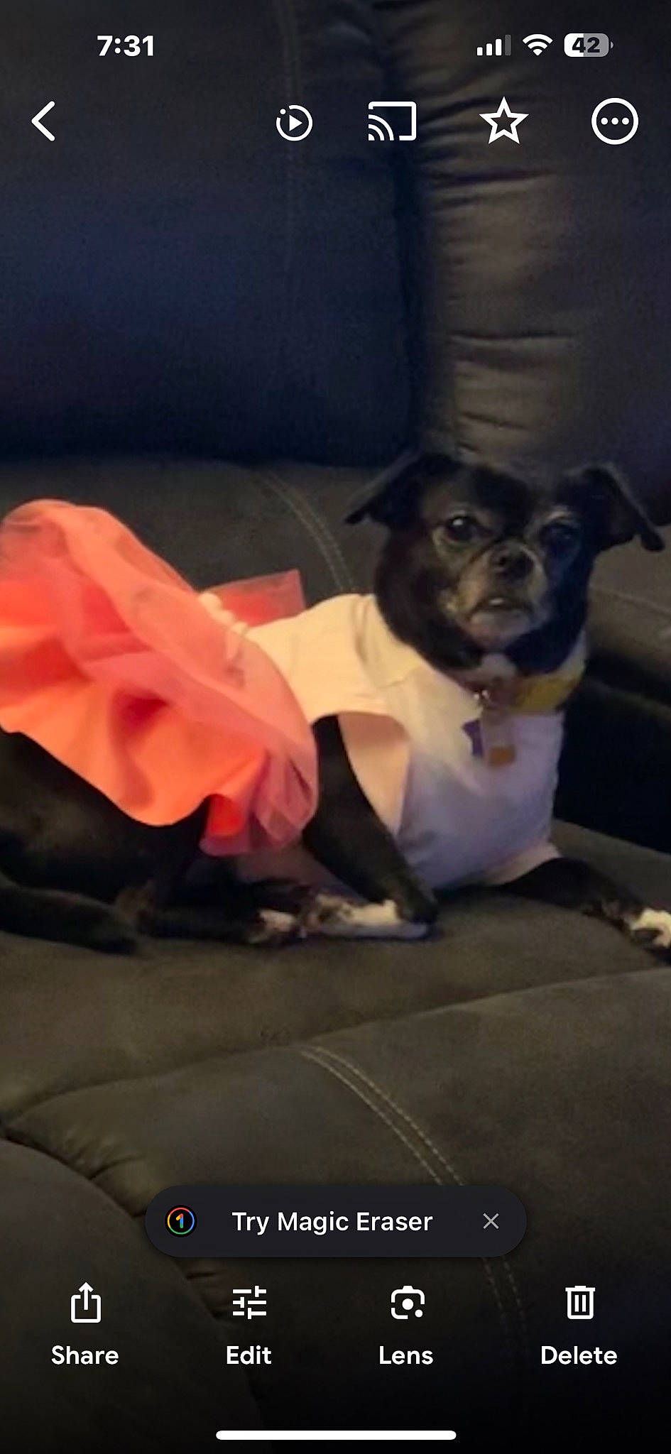 Addi joined the competition — help win amazing prizes! canidae, carmine, carnivore, cloud, comfort, companion_dog, couch, darkness, dog, dog_breed, fawn, formal_wear, fur, linens, magenta, petal, sitting, sporting_group, toy_dog, whiskers