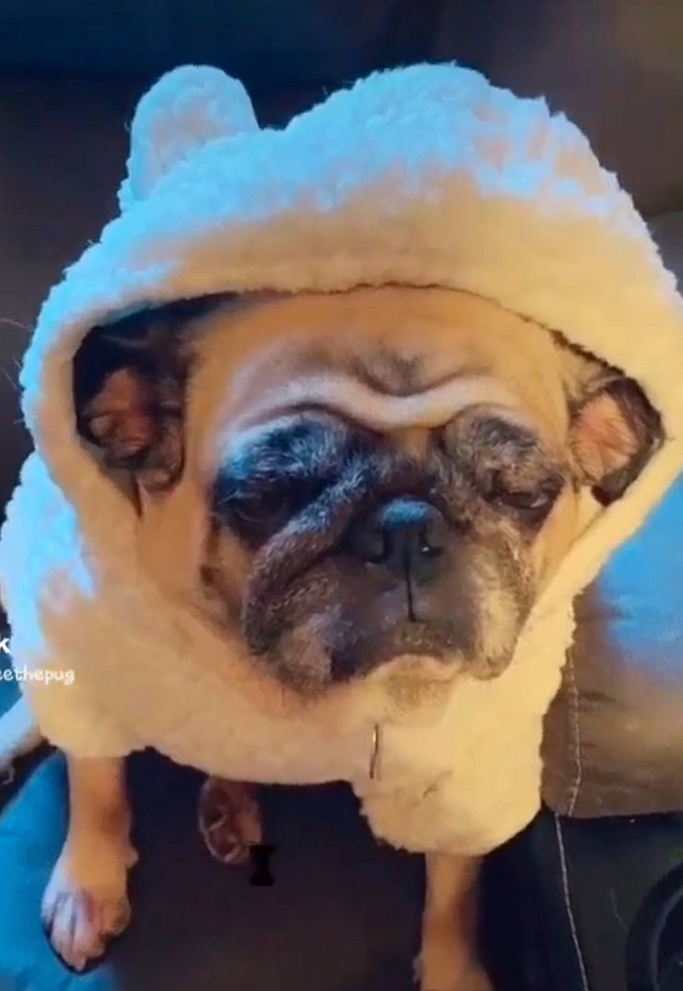 Sadee May joined the competition — help win amazing prizes! canidae, carnivore, companion_dog, dog, dog_breed, event, eye, fawn, flooring, human_body, plant, pug, snout, snow, sporting_group, toy_dog, tree, window, working_animal, wrinkle