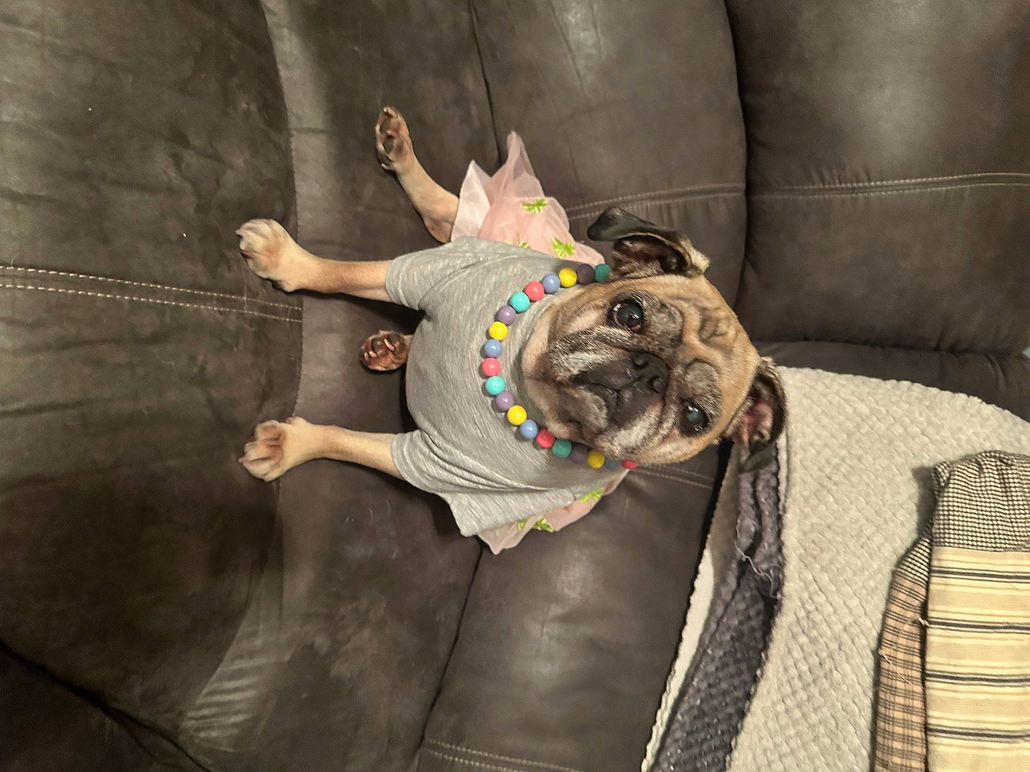 Sadee May joined the competition — help win amazing prizes! carnivore, comfort, companion_dog, couch, dog, dog_breed, dog_collar, dog_supply, fawn, felidae, fur, linens, snout, sporting_group, tail, terrestrial_animal, toy_dog, wood, working_animal, wrinkle